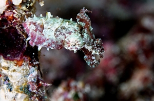 Raja Ampat 2019 - DSC08208_rc - Crinoid cuttlefish - Seiche des crinoides - Sepia sp 2